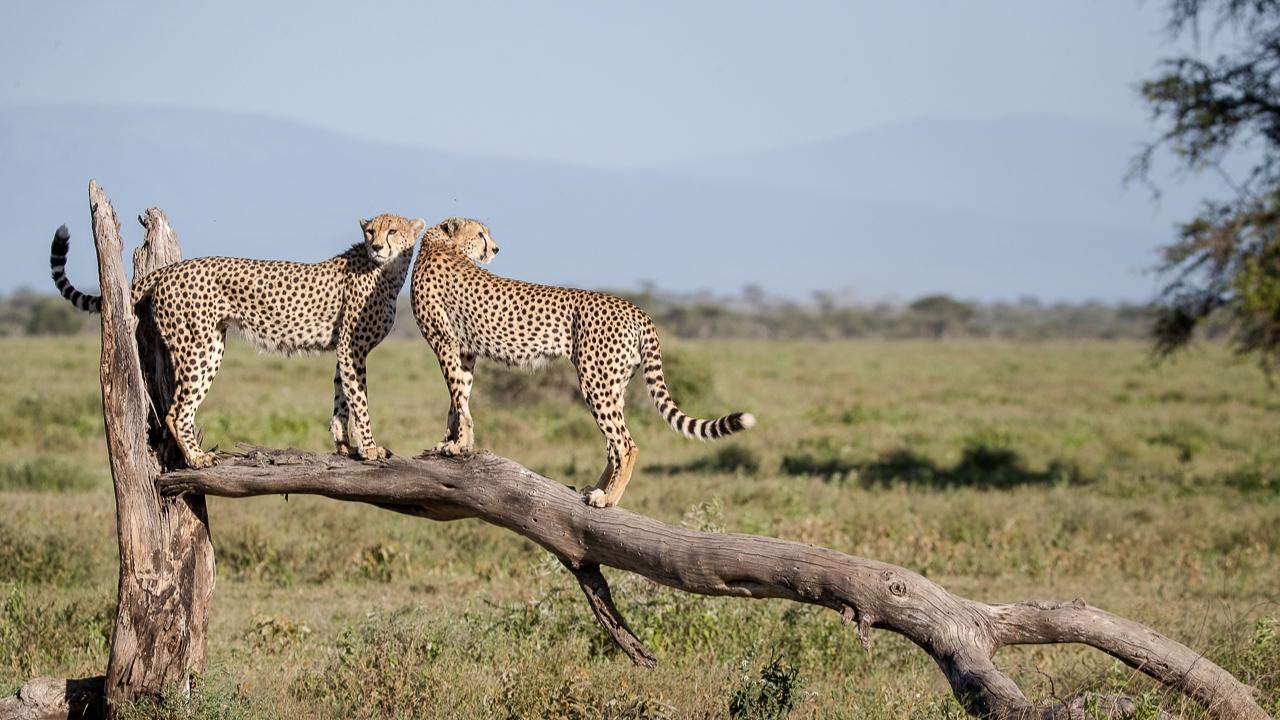 Big Cats of the Serengeti