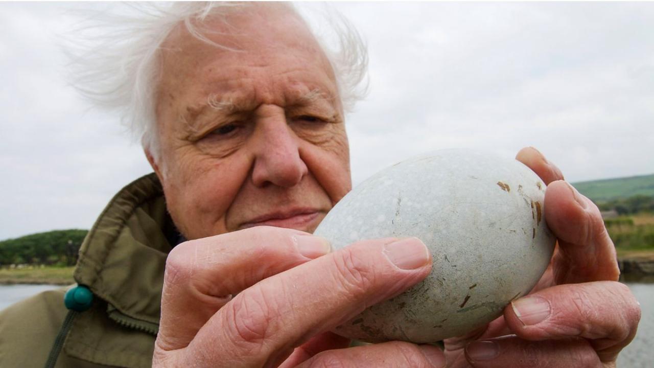 Vejce - zázrak přírody s Davidem Attenboroughem