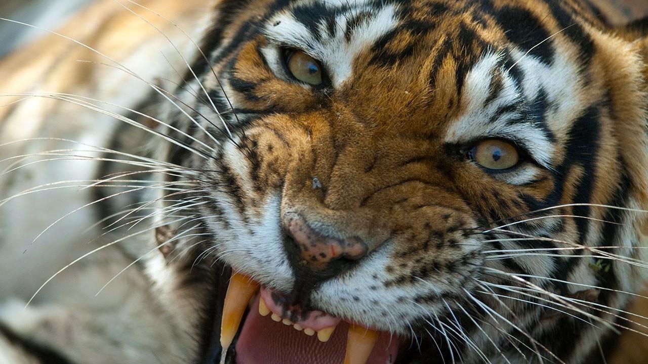 Tygří pomsta