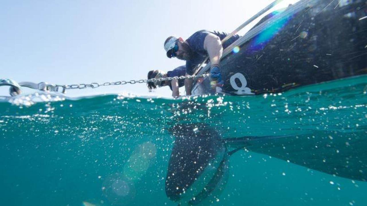 Žraloci proti delfínům: Krvavý souboj