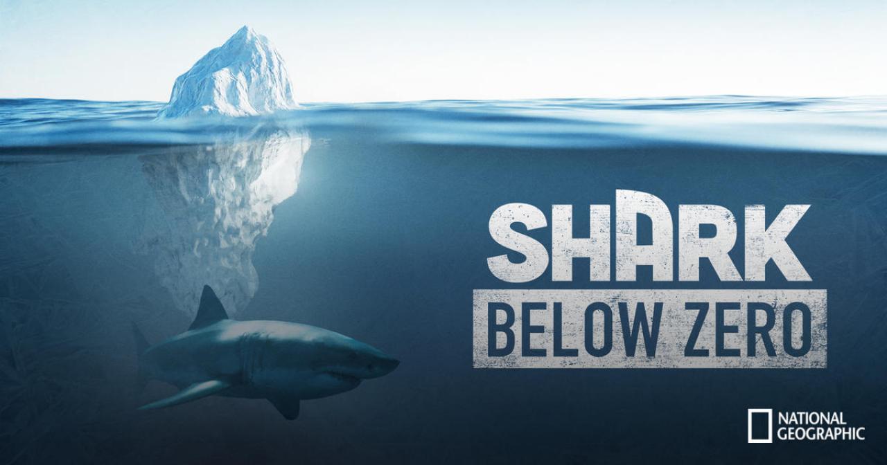 Shark Below Zero / 22.07.2024, 00:40