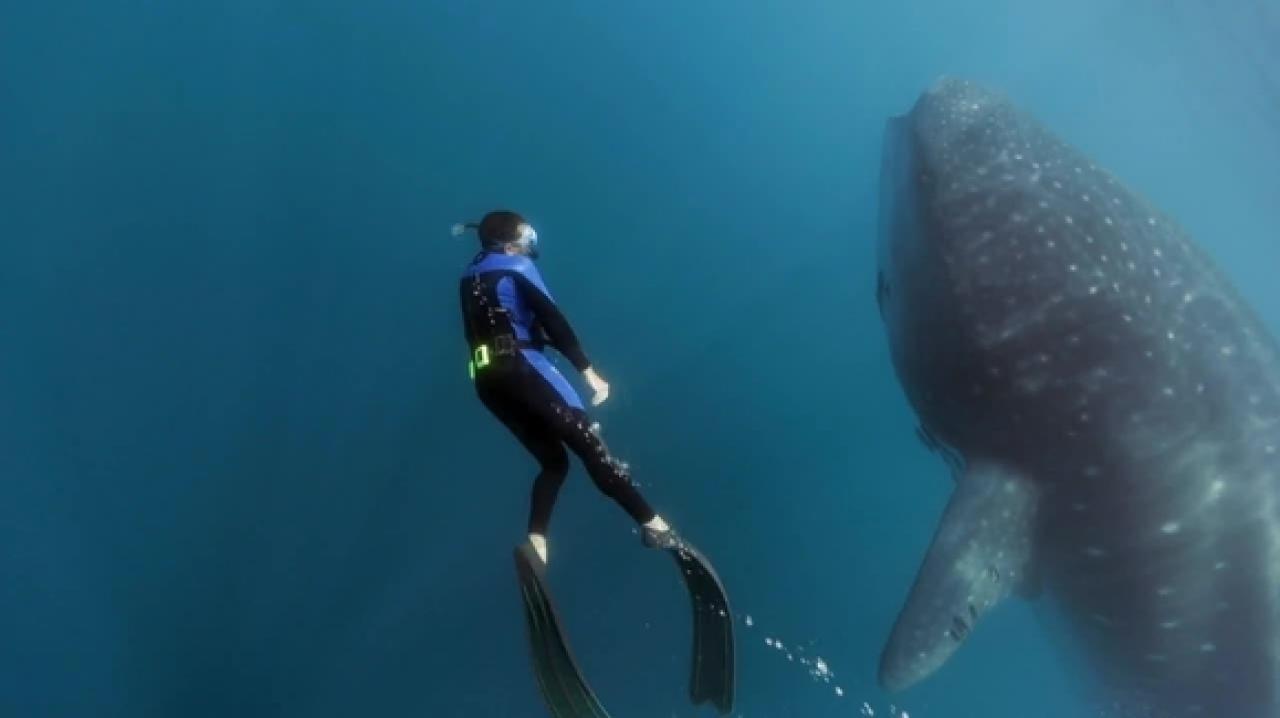 Zebova velká ryba: Do Mexika za žralokem obrovským