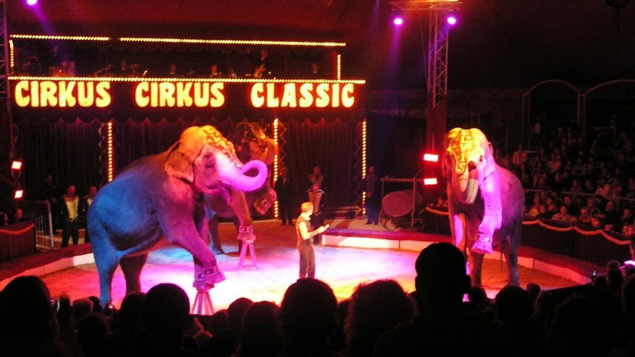 Cirkus Cirkus Classic / 24.06.2024, 21:00
