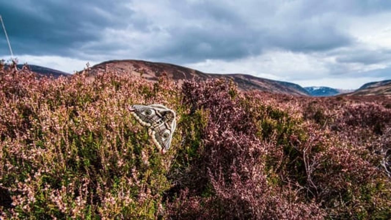 Skotsko: Rok v divočině