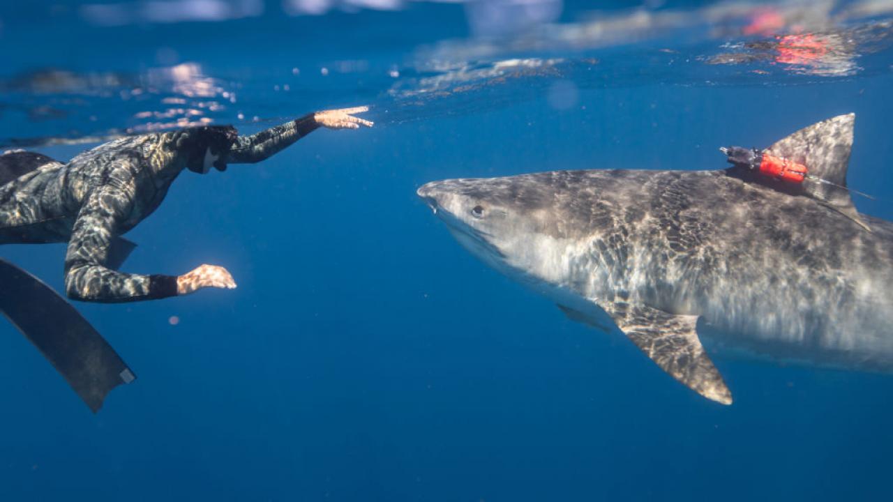 Maui Shark Mystery