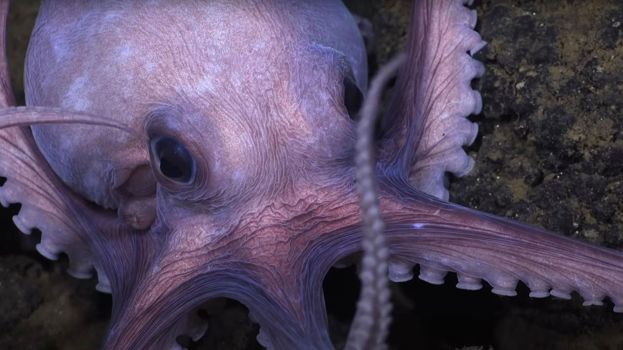 Tajemství chobotnic