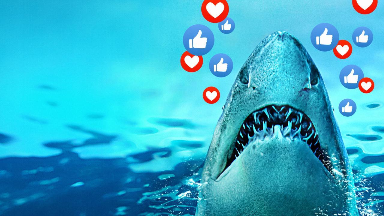 Sharks Gone Viral