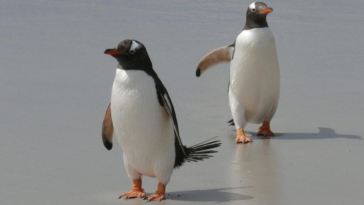 Tučňáci - setkání s rodinou