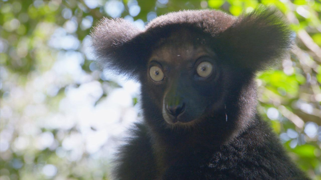 Nejpodivnější živočichové Madagaskaru / 18.04.2024, 08:30