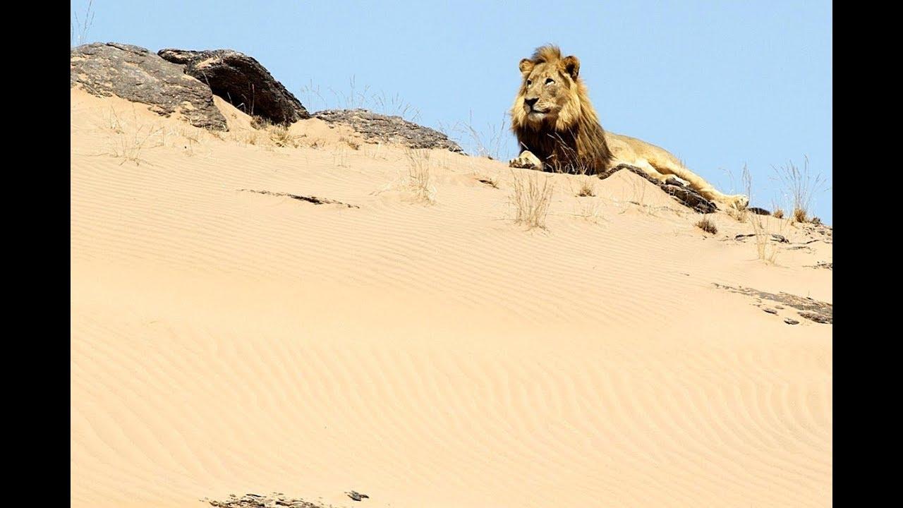 Mizející králové: Lvi pouště Namib
