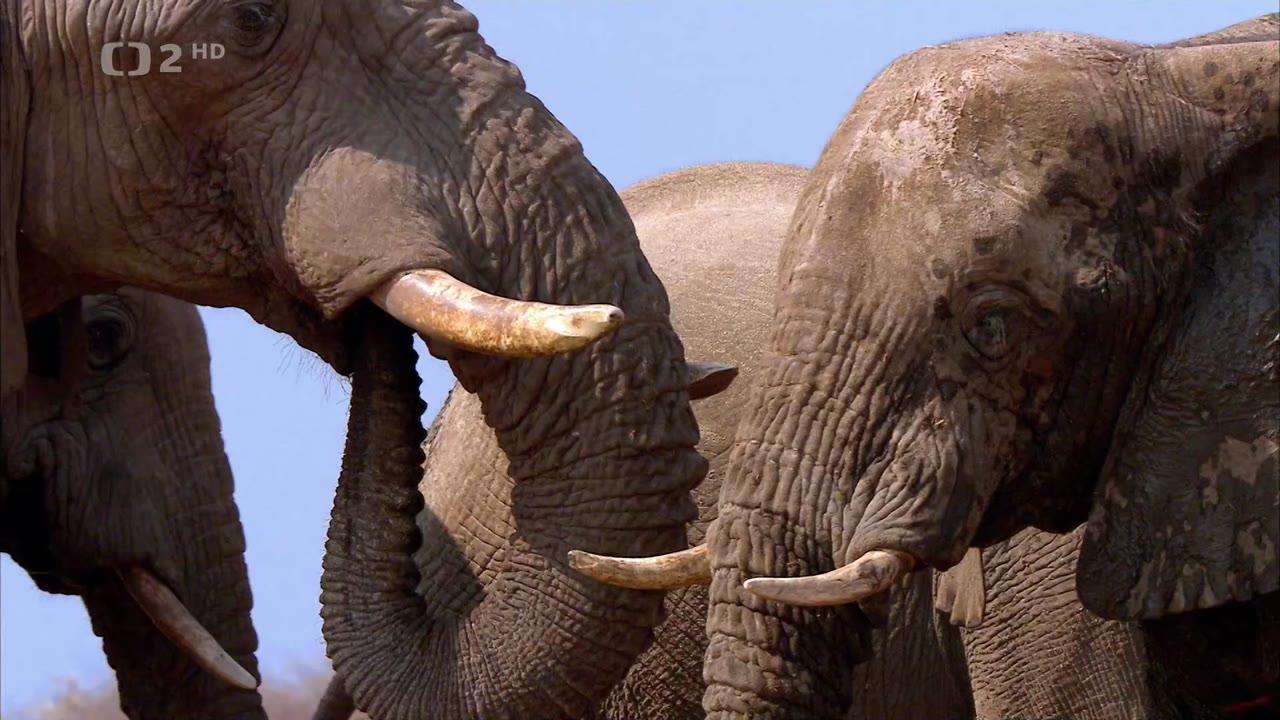 Boj o sloní trůn