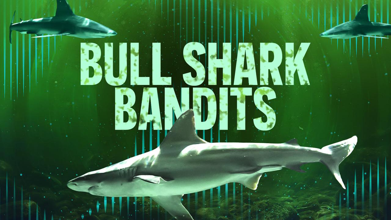 Bull Shark Bandits / 18.07.2024, 14:15