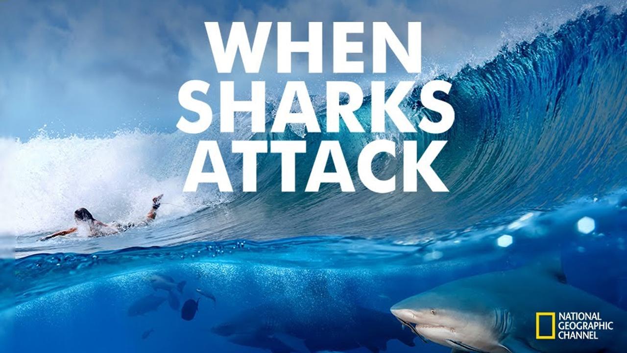 Když žraloci útočí