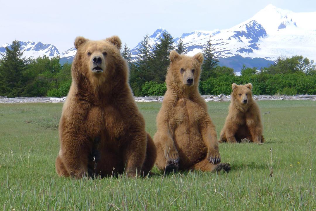 Grizzly Encounters - with Chris Morgan