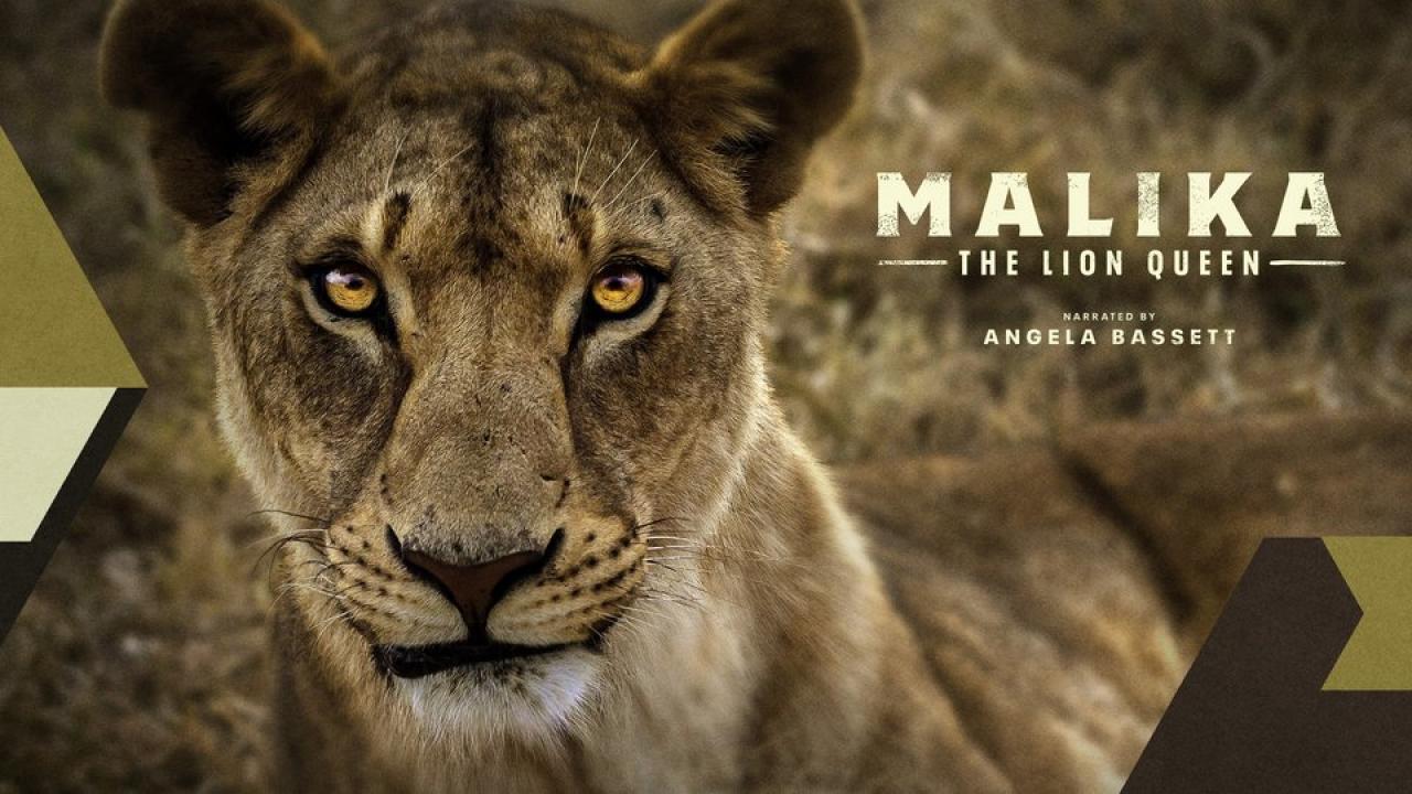 Lví královna Malika / 22.07.2024, 08:15