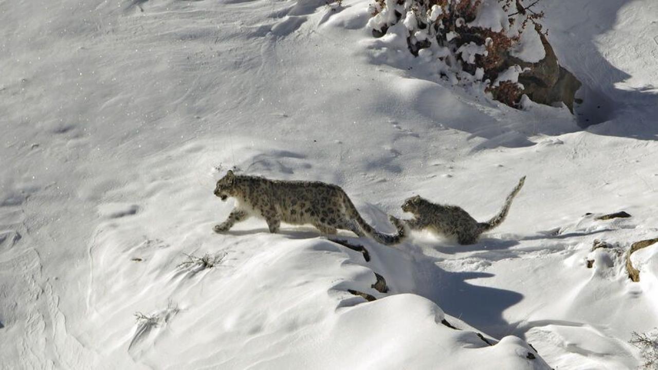 Hledání levhartů sněžných: Hon za stíny
