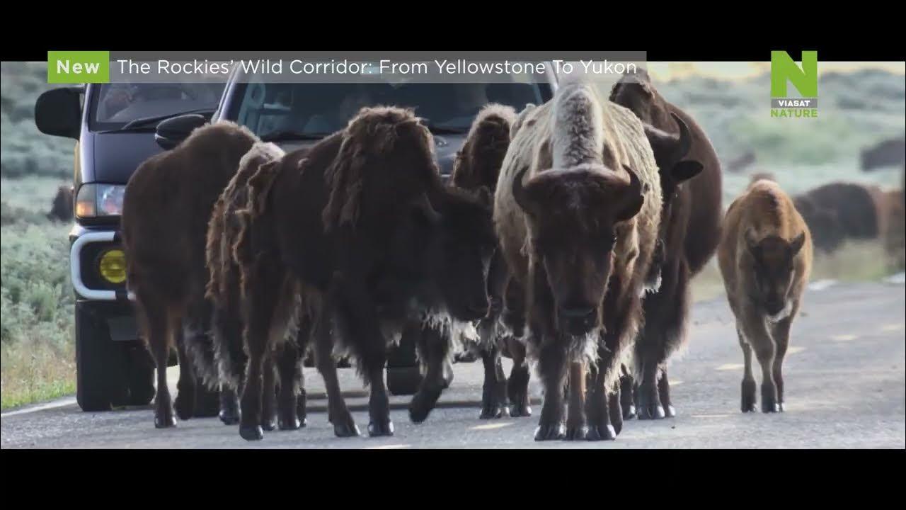 Divoký koridor Skalistých hor: Z Yellowstonu k Yukonu