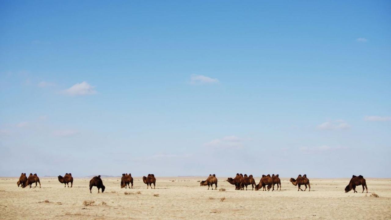 Destination Wild: Wild Mongolia