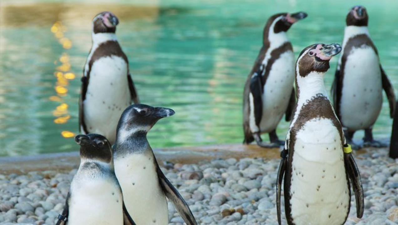 Setkání s tučňáky