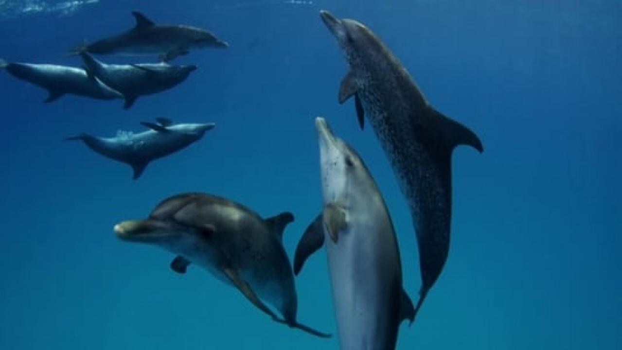 Žraloci proti delfínům: Konfrontace