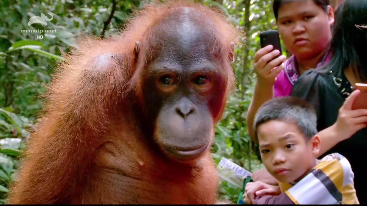 Setkání s orangutany