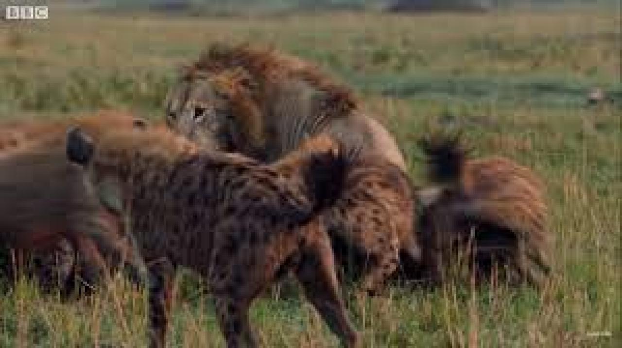 Lvi a hyeny