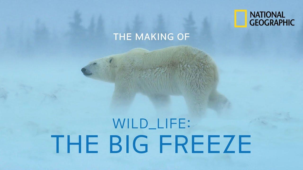 Wild_Life: The Big Freeze