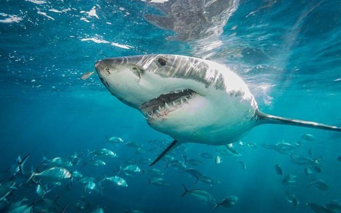 Útok žraloka na vlastní oči