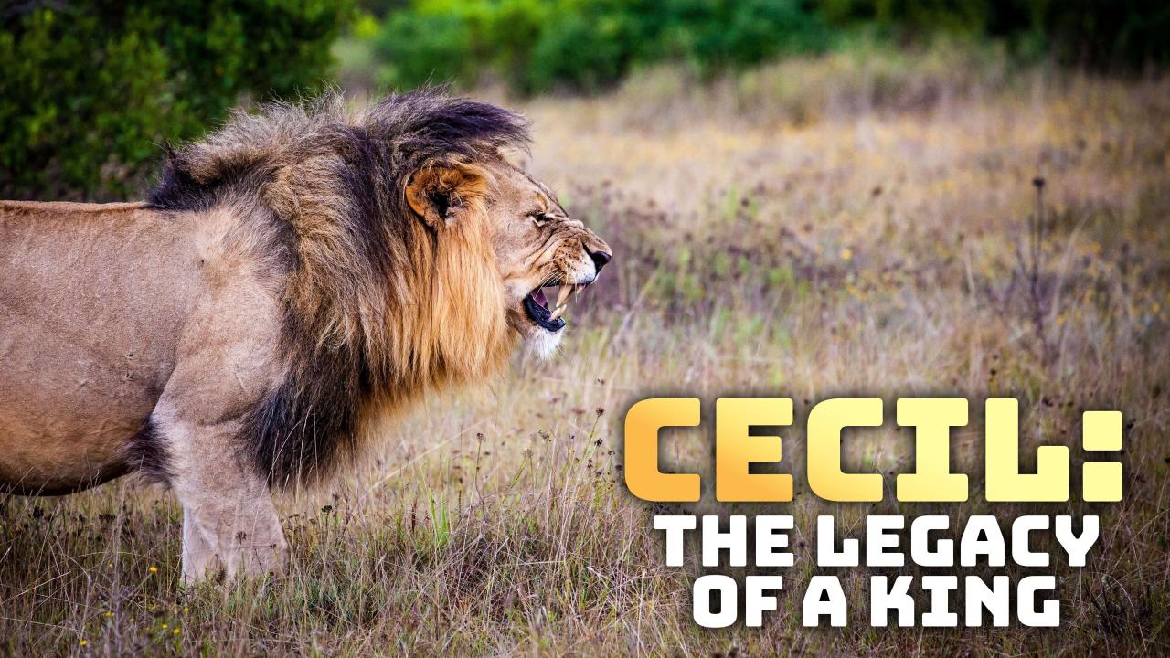 Cecil, lví král