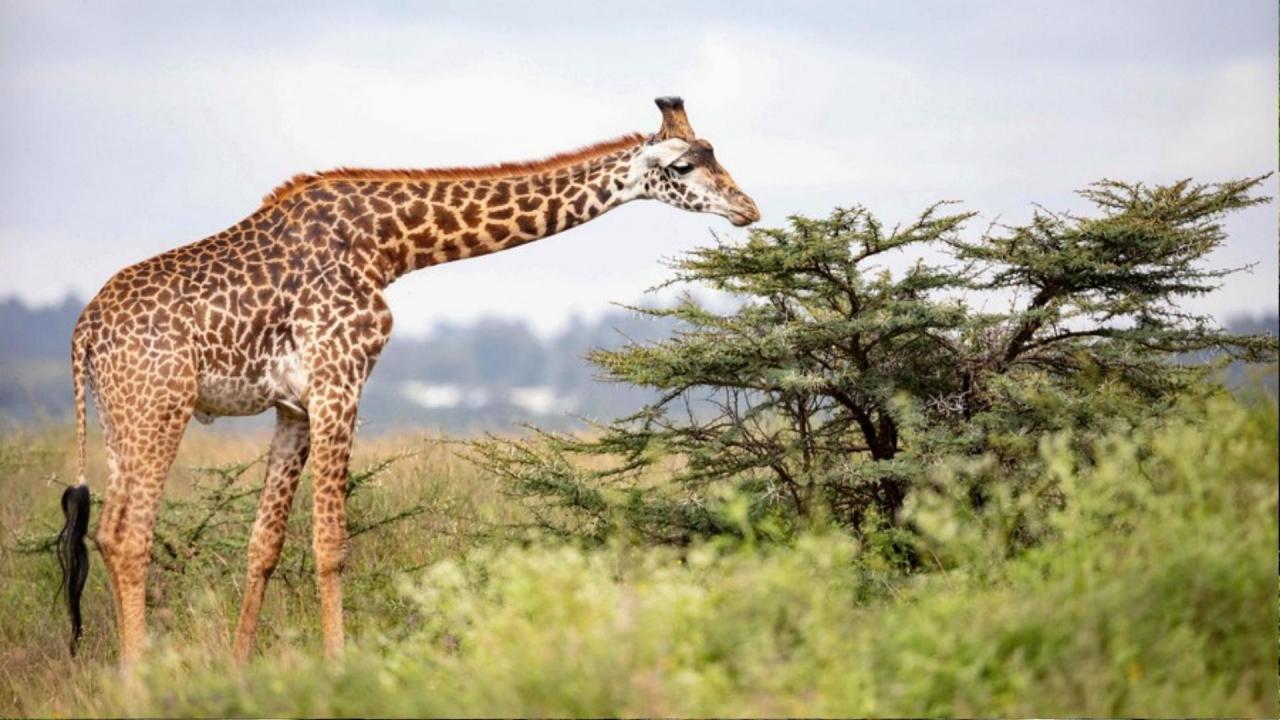 Denníky zo života v prírode v Keni