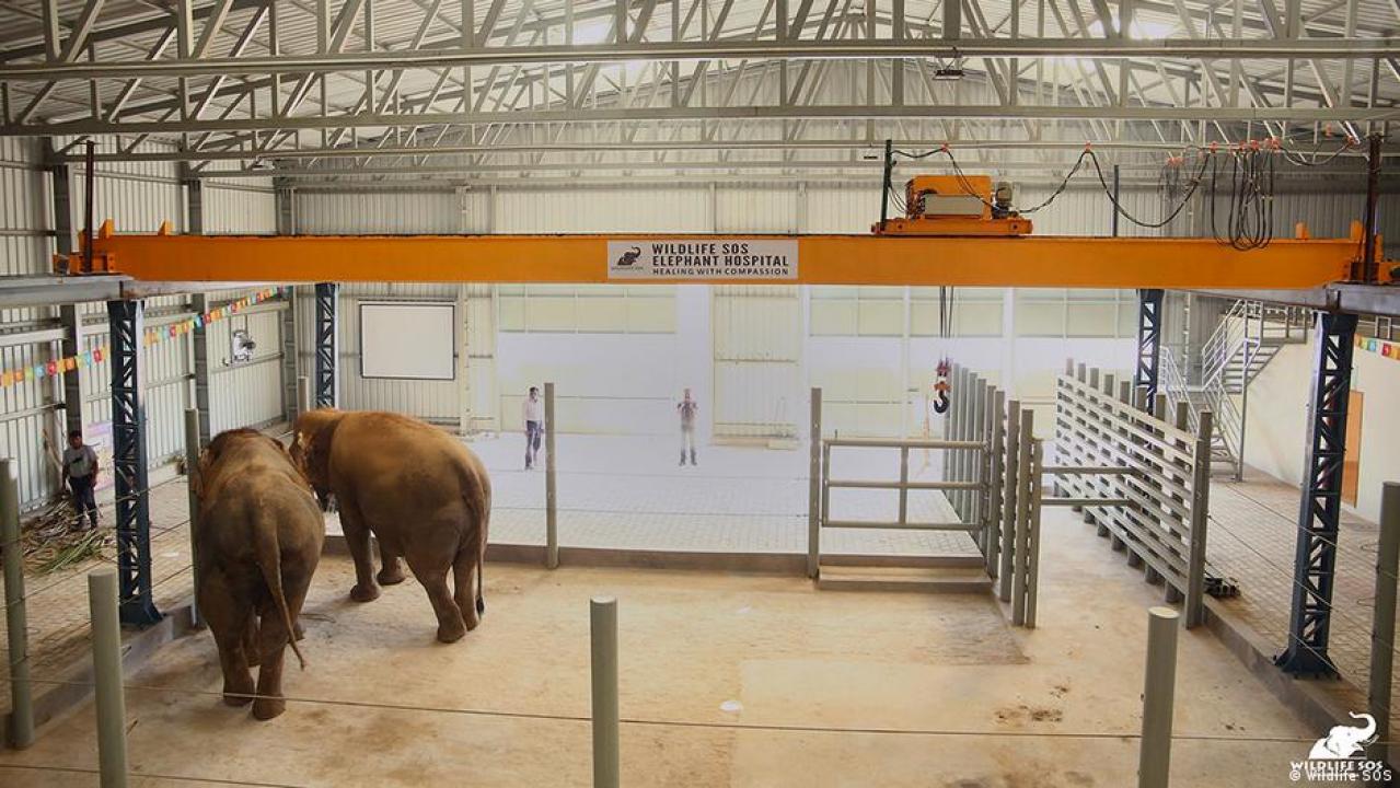 Nemocnice pro slony