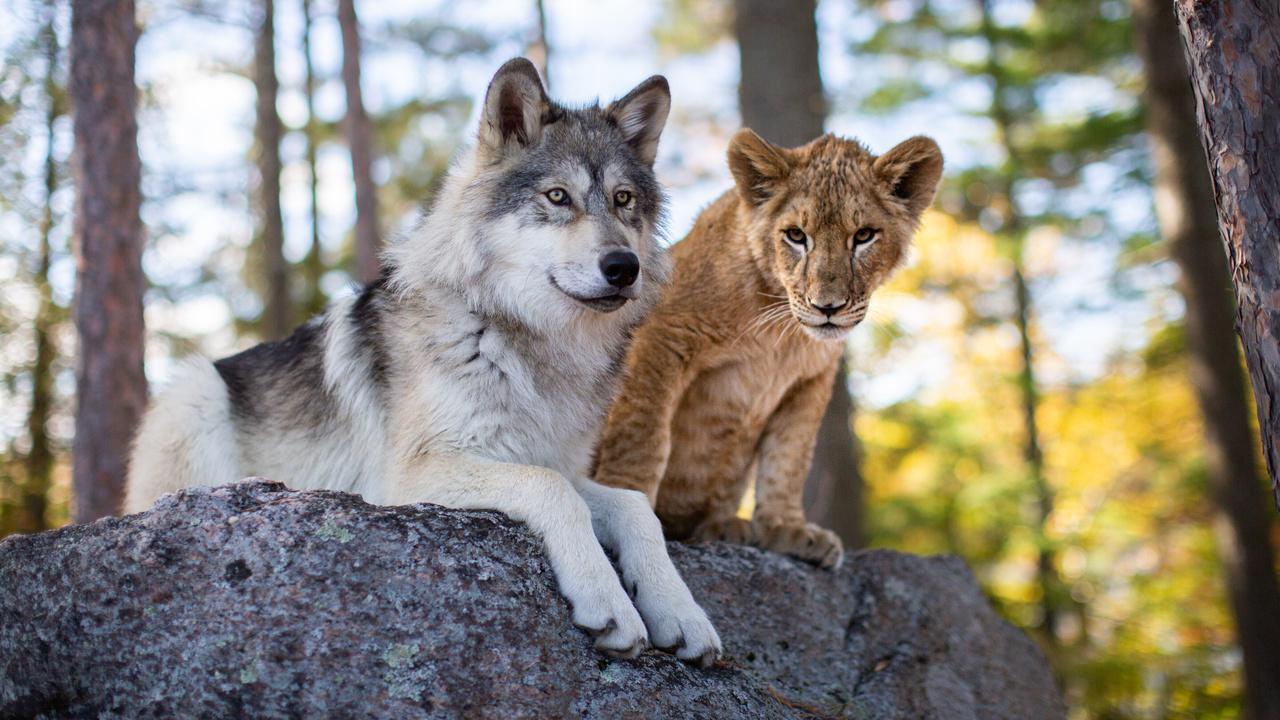 The Wolf and the Lion