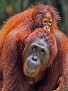 Setkání s orangutany