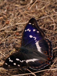 Motýle Slovenska – Hory a lesy