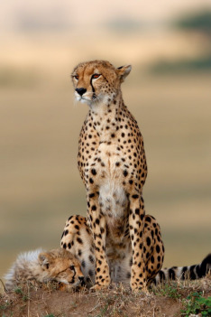 Man Among Cheetahs