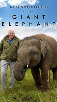 David Attenborough: Slon jménem Jumbo