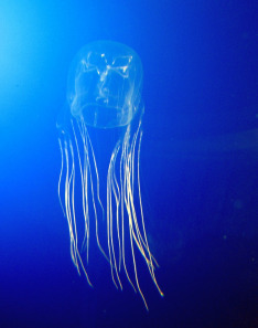 Nejnebezpečnější medúza na světě