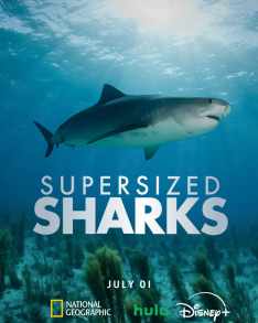 Supersized Sharks