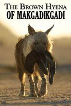 The Brown Hyena of Makgadikgadi