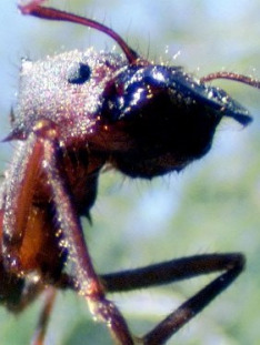 Mravenci - Tajná síla přírody