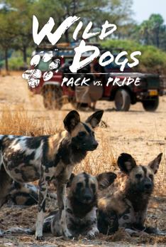 Wild Dogs: Pack vs. Pride
