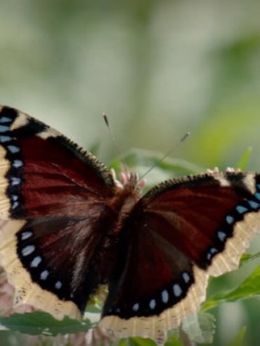Motýle Slovenska - Mokrade a rašeliniská
