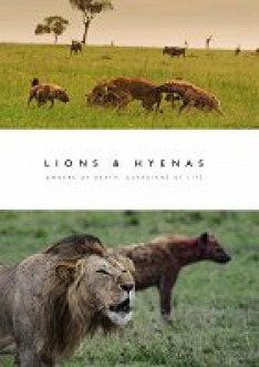 Lions & Hyenas