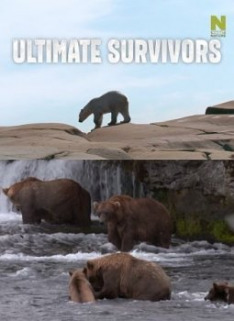 Medvědi na Aljašce