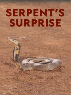 Překvapivá tajemství hadů